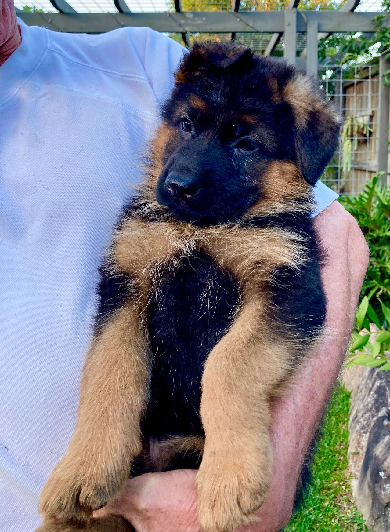 Idunn & Bertie german shepherd puppy female 6.5 weeks