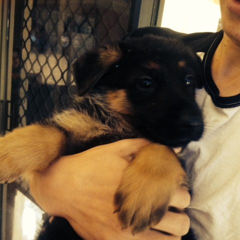 8-week-old-german-shepherd-male-puppy