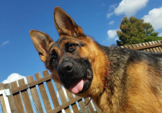 German-Shepherd-Female-Storm