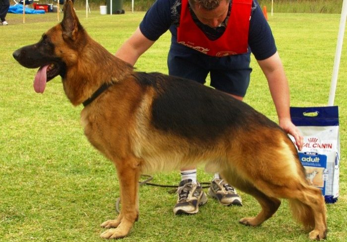 German-Shepherd-Male-Show-Dog-Leishjaclyn-Zpartacus