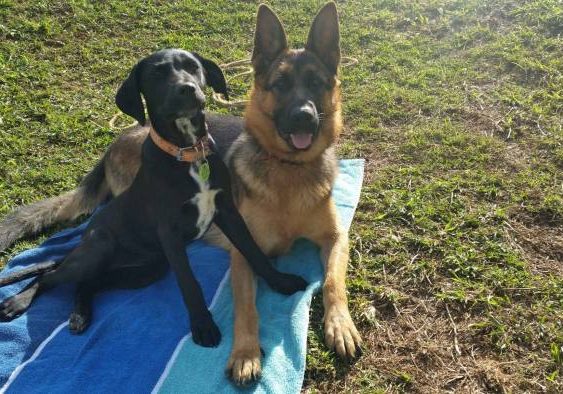 German-shepherd-female-growing-up-with-her-best-friend