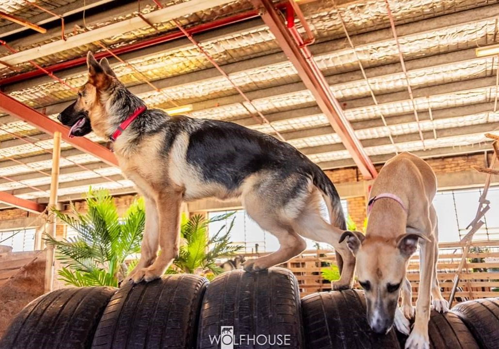 German Shepherd female 6 months