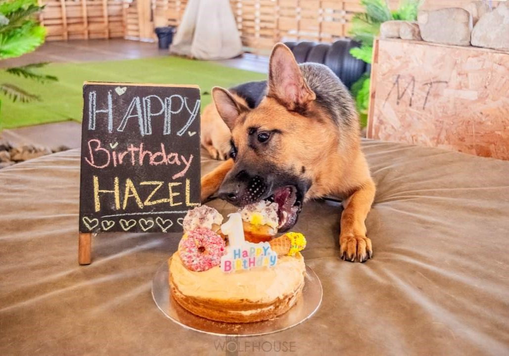 German Shepherd celebrating 1st birthday