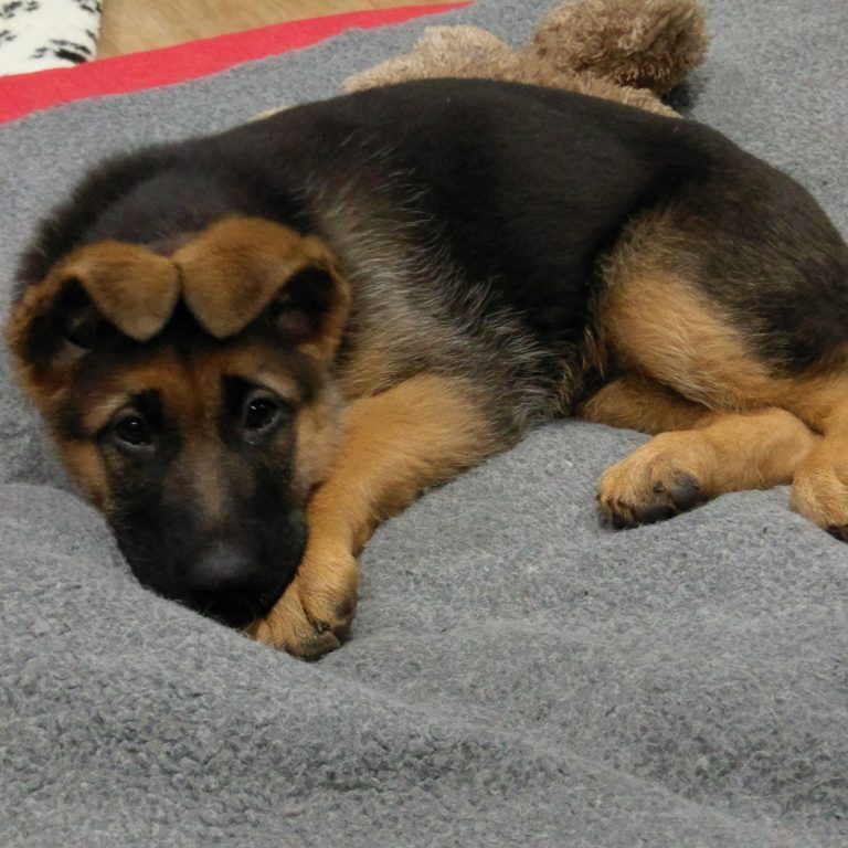 german shepherd puppy