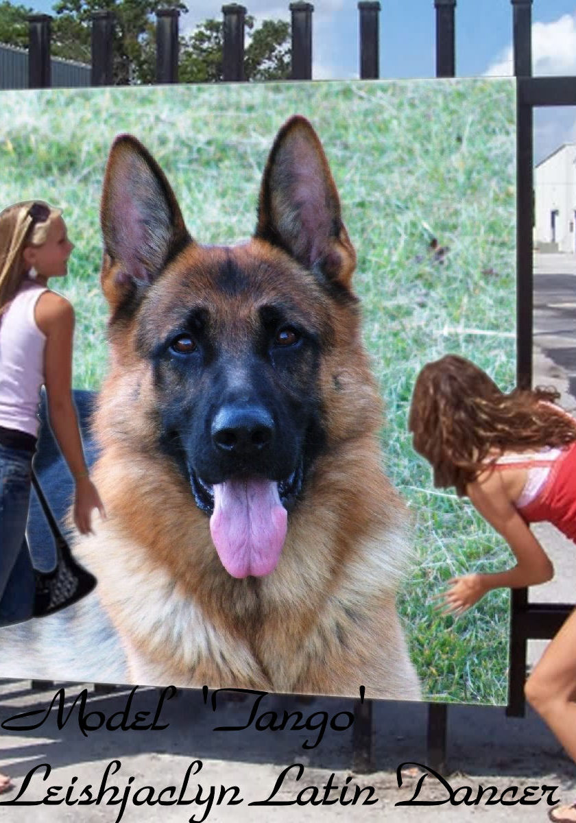 Leishjaclyn-Latin-Dancer-Model-German-shepherd-Show-dog-3