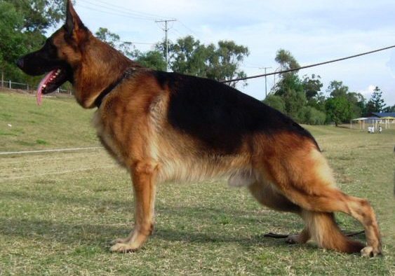 Leishjaclyn-Zpartacus-Boris-6-German-Shepherd-male