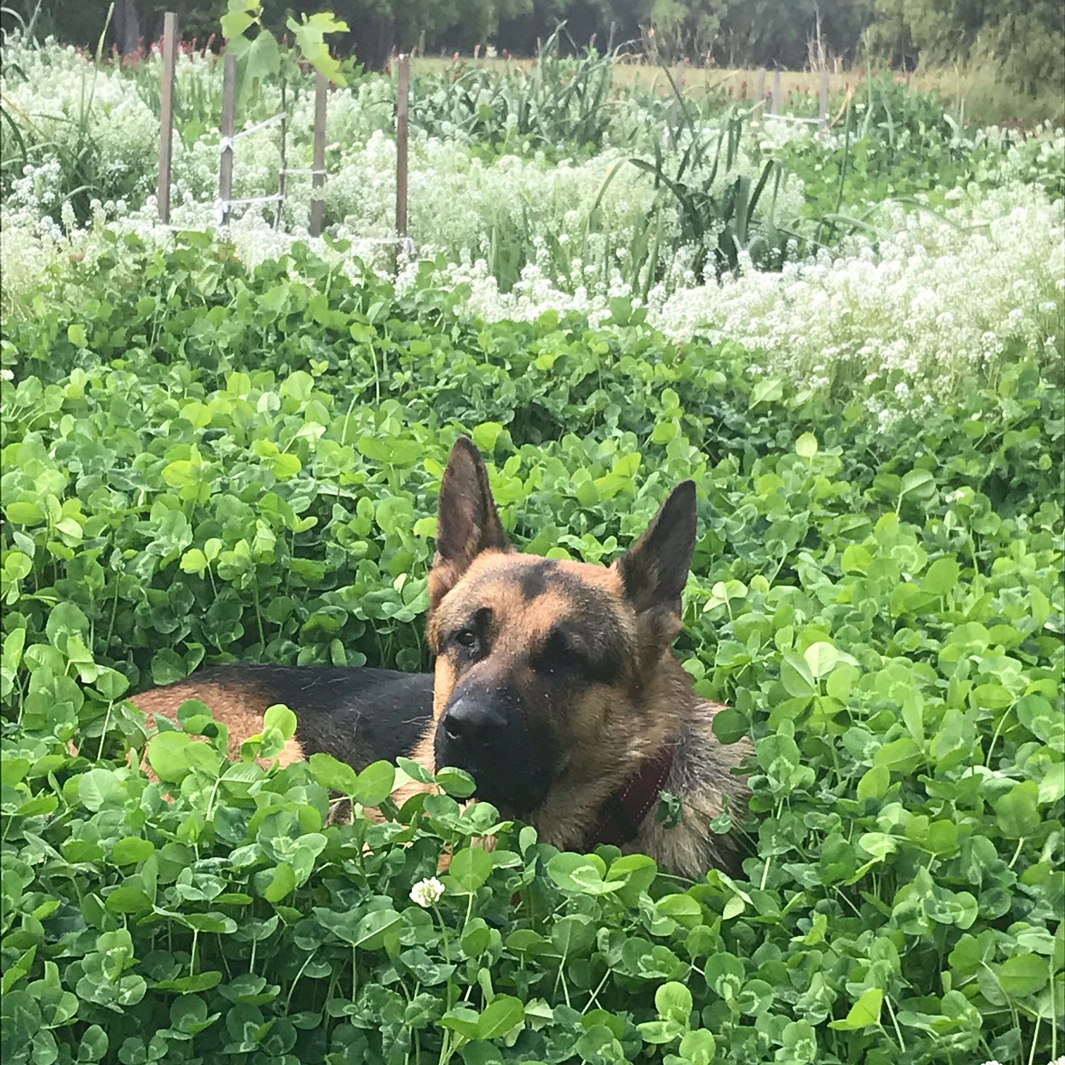 german shepherd puppy