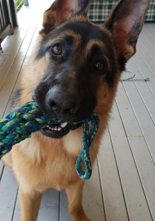 german shepherd puppy