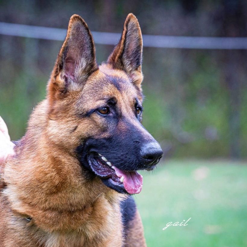 German Shepherd Adult Female Asta