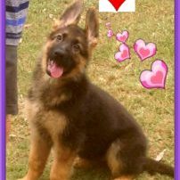 leishjaclyn german shepherds puppies