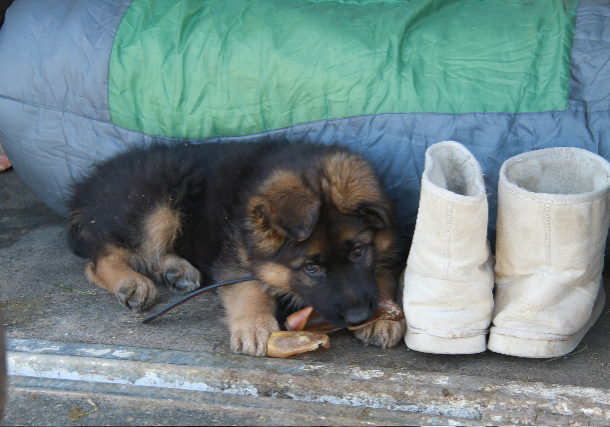 cute-german-shepherd-female-long-coat-puppy-with-boots