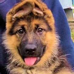 german-shepherd-female-puppy-Comet