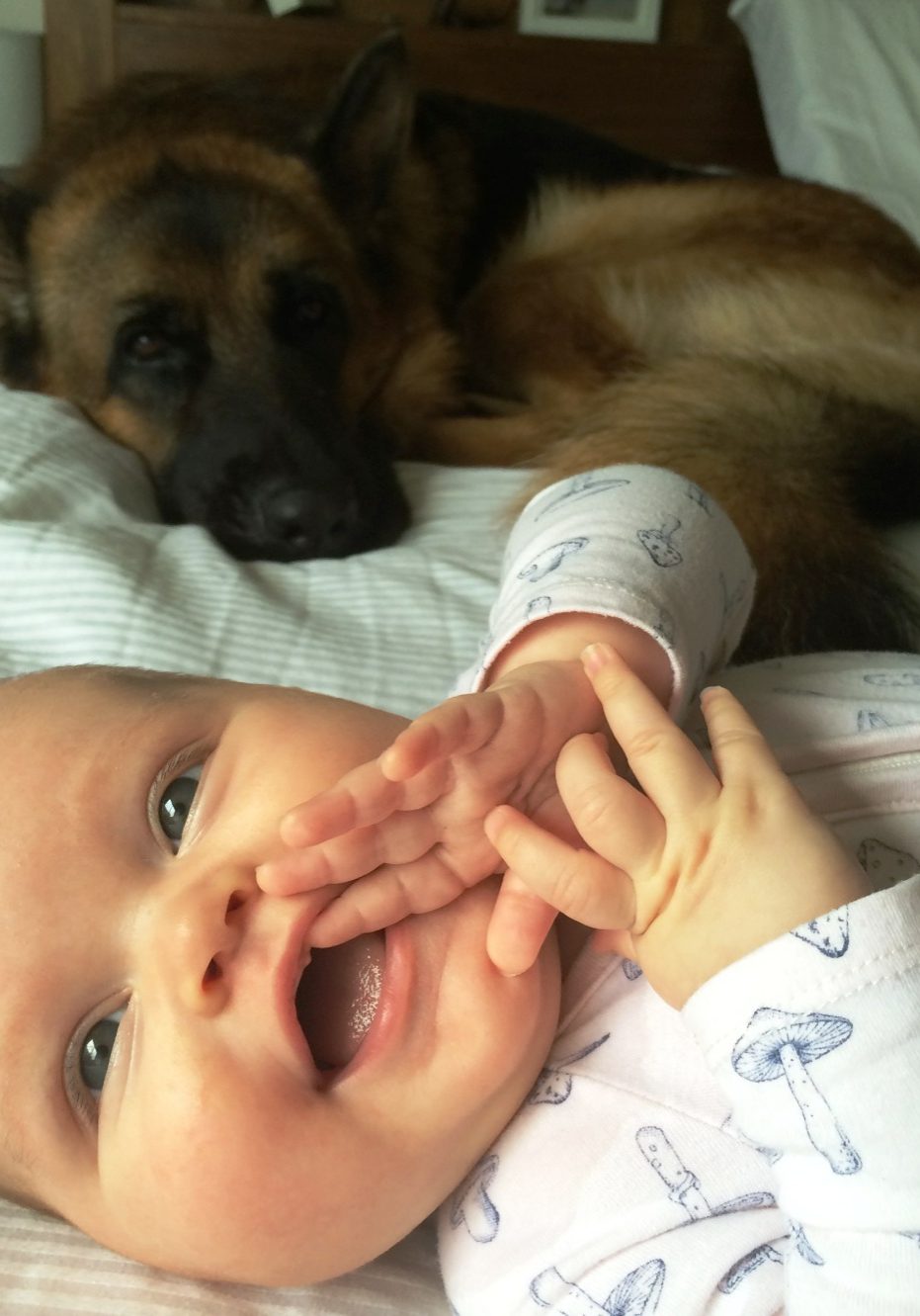 german-shepherd-male-Baldur-with-baby