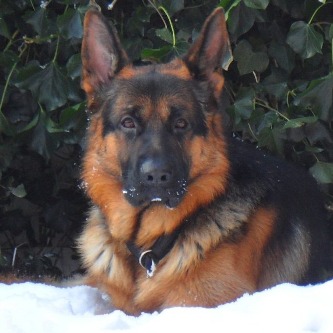 german-shepherd-male-Odin-in-Snow