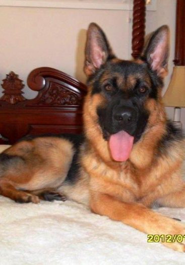 german-shepherd-male-Odin-loves-his-owners-bed