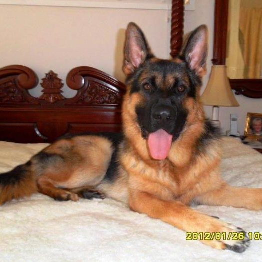 german-shepherd-male-Odin-loves-his-owners-bed