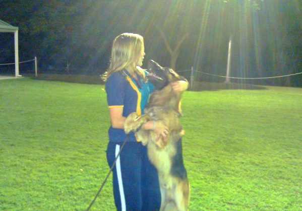 german-shepherd-male-Vulcan-with-his-show-handler