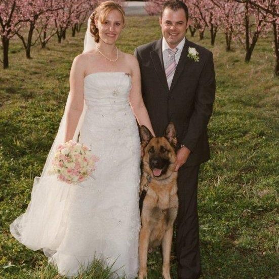 german-shepherd-male-at-wedding