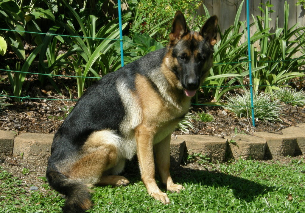 german-shepherd-male-handsome-boy