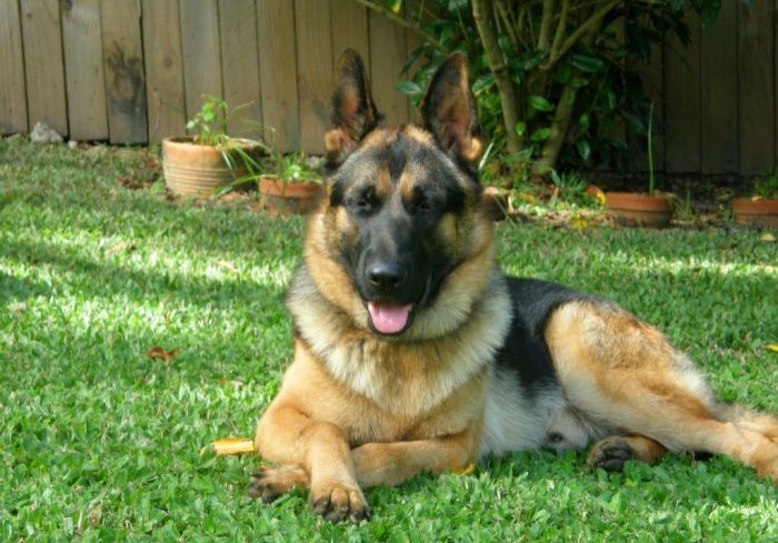 german-shepherd-male-relaxing-in-his-yard