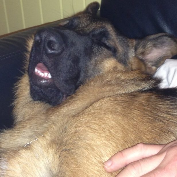 german-shepherd-male-sleeping