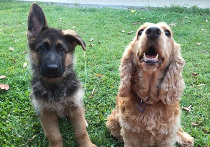 german-shepherd-pup-with-his-cocker-spaniel-bestie