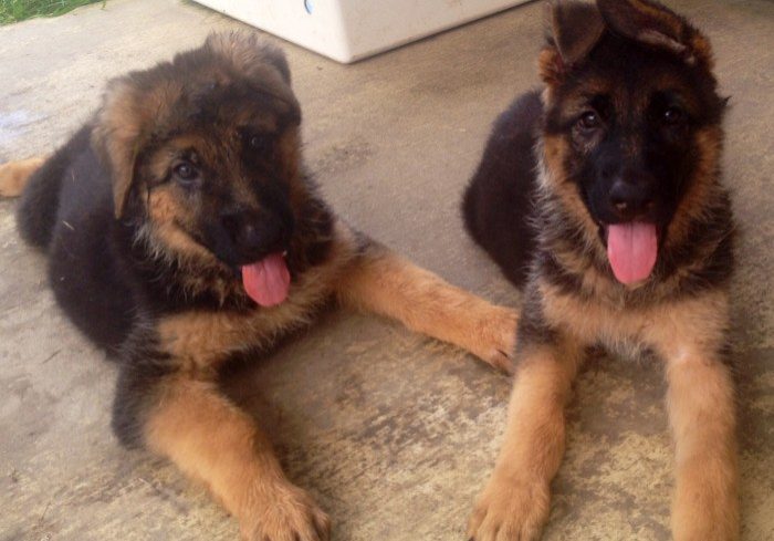 german-shepherd-puppies