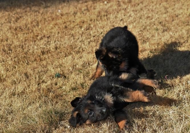 german-shepherd-puppies-playing