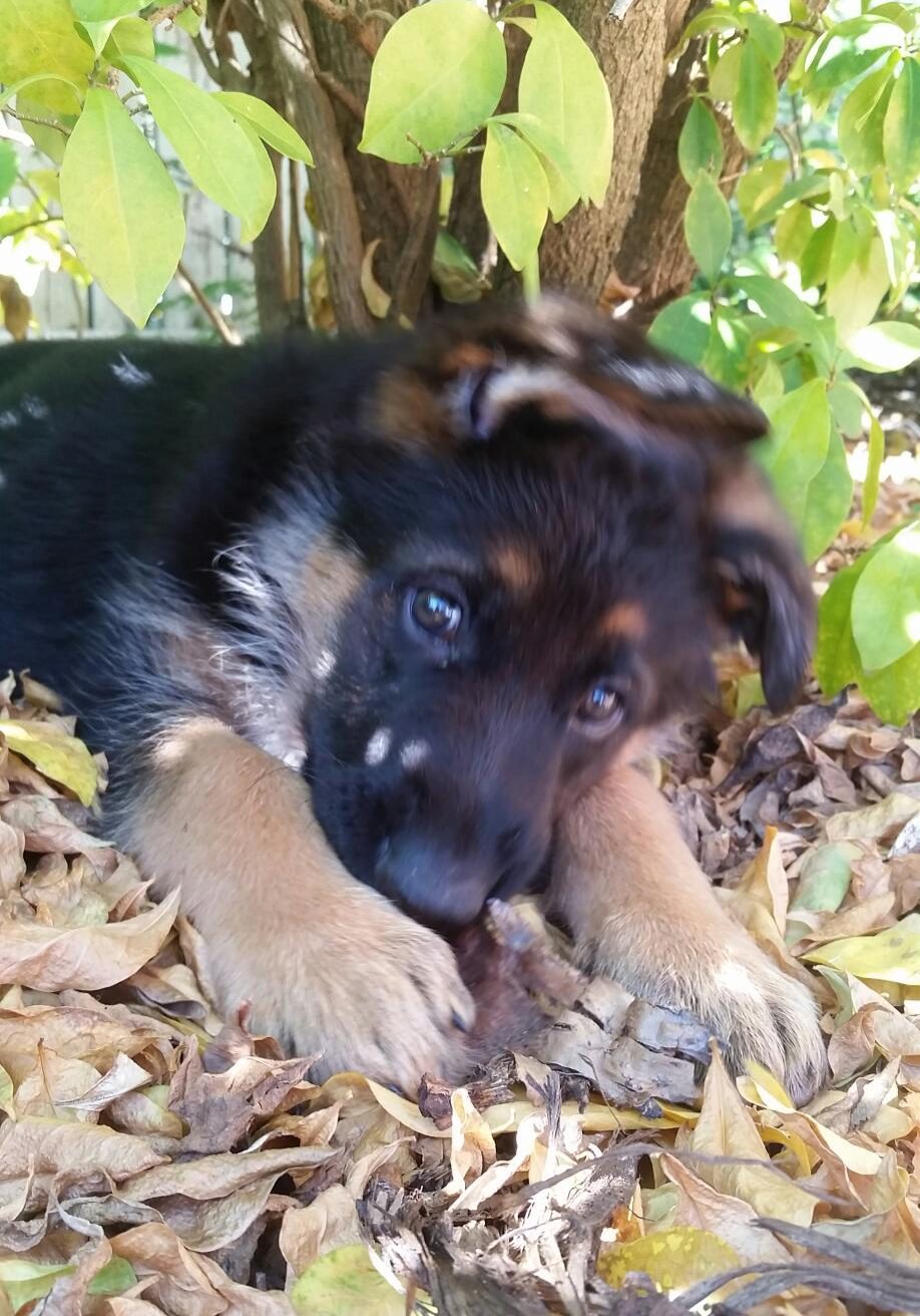 german shepherd puppy