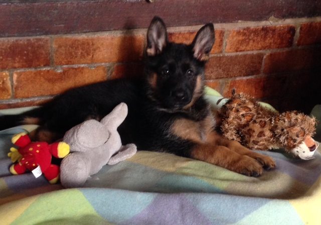 german-shepherd-puppy-with-all-her-toys