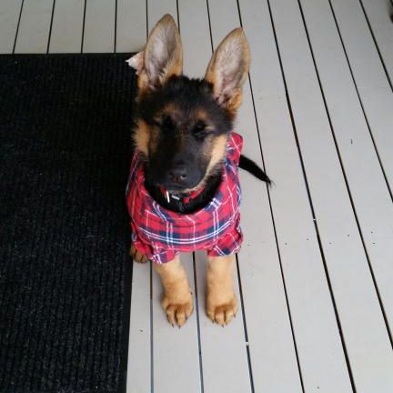 german-shepherd-puppy-with-new-coat-on