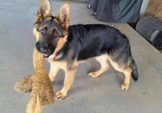 german-shepherd-puppy-with-toy