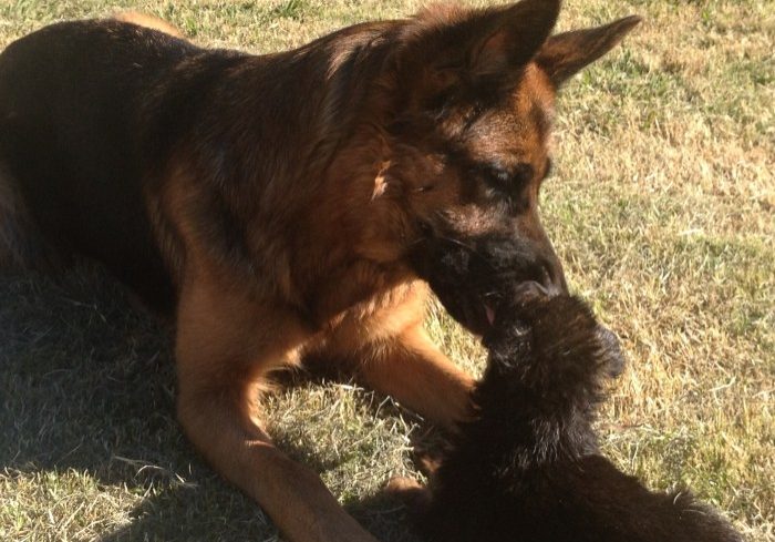 mum-with-german-shepherd-puppy