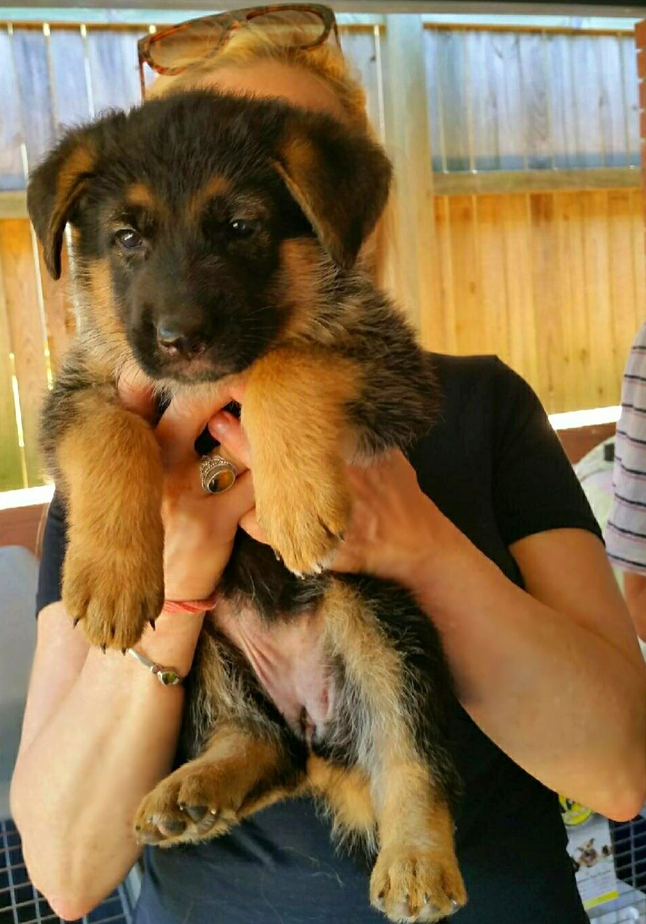 Odins German shepherd puppies