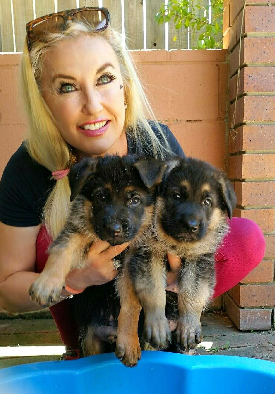 odins german shepherd puppies 9