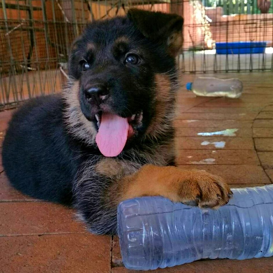 odins german shepherd puppies 3