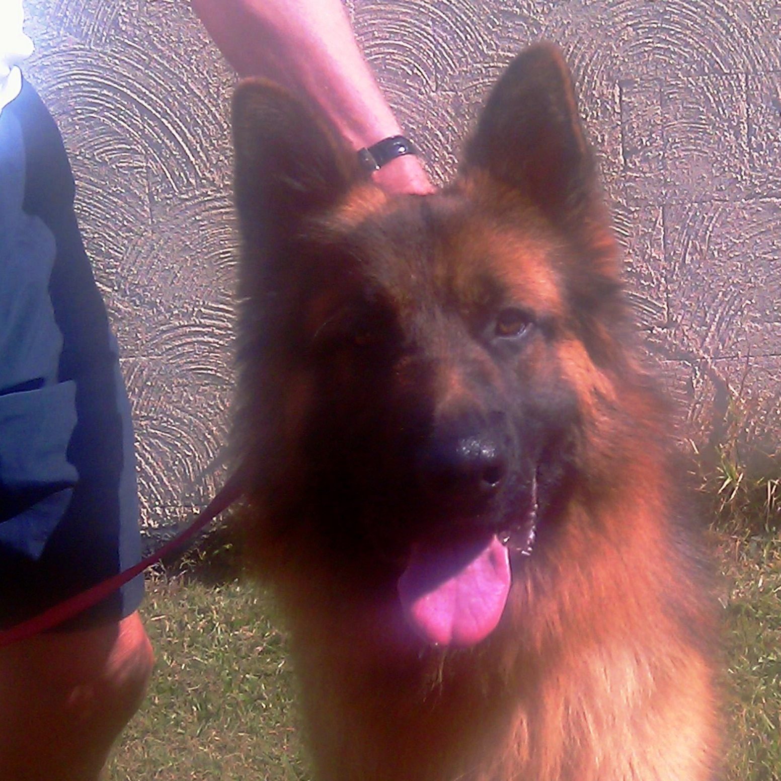 stunning-long-coat-male-german-shepherd-dog-10mths