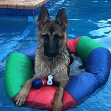 german shepherd puppy