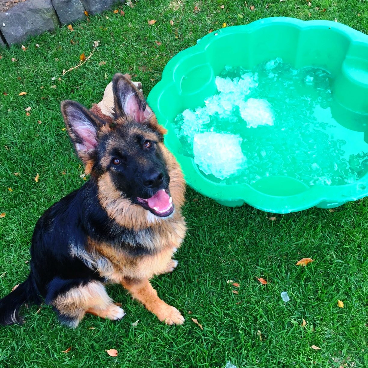 german shepherd puppy